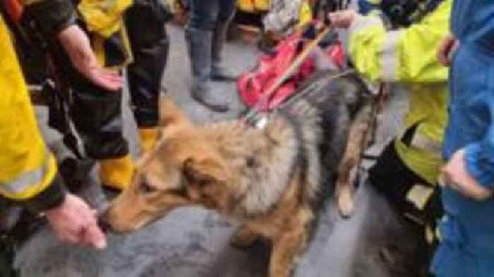 Dog lost for fortnight after cliff fall is rescued