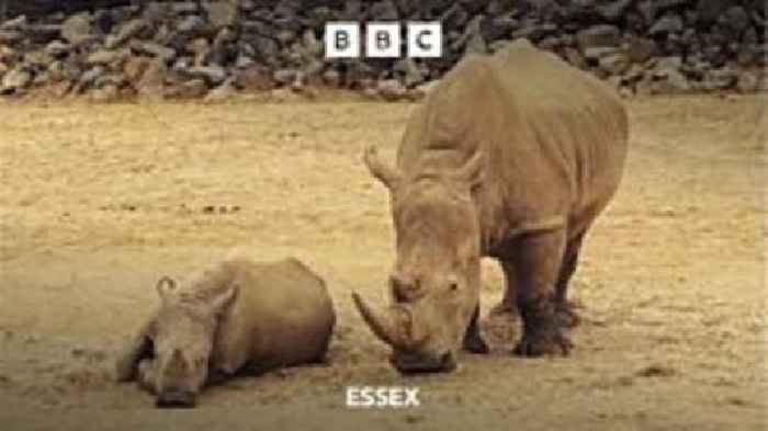 Rhino killed by zebra at Colchester Zoo