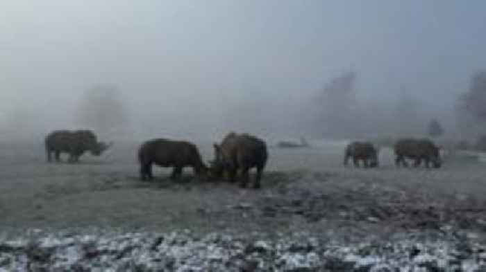 Wildlife park animals cope with winter weather