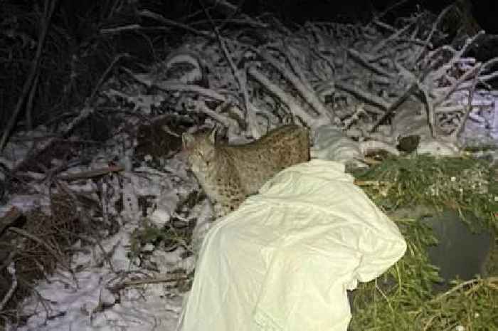 Lynx 'deliberately abandoned' in Highlands dies after being captured in Cairngorms