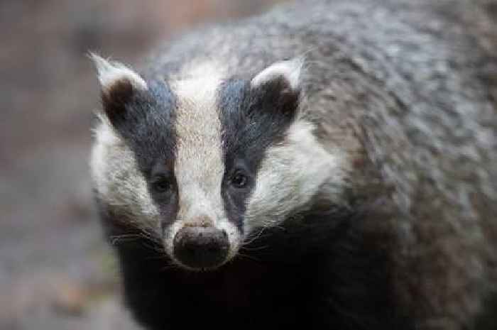 Premiership striker distraught after BADGER eats his pet chickens - as team-mate says 'the boys ripped the p*** out him'