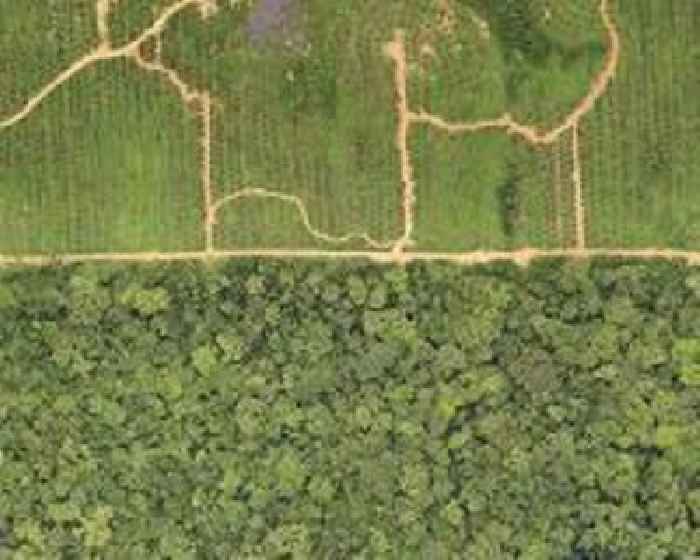 Don't write off logged tropical forests - oil palm conversion impacts ecosystems widely