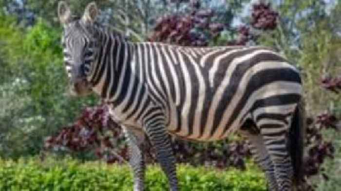 Zebra died after rhino unintentionally punctured stomach, says zoo