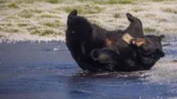 Bears play on frozen lake at safari park