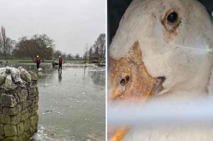 Appeal after pet ducks left to fend for themselves in frozen Hull park