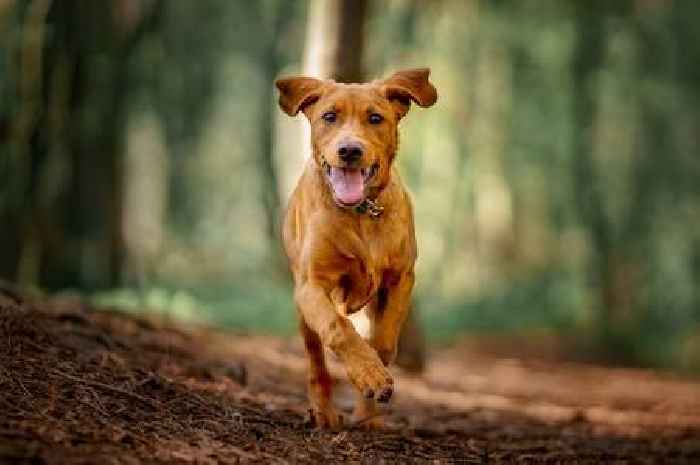 Two people attacked by pack of dogs at South West farm