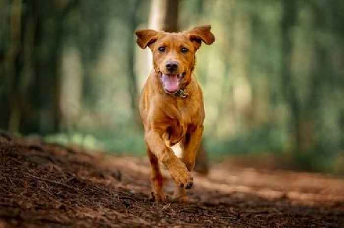 Eight dogs savage girl and woman visiting Devon farm