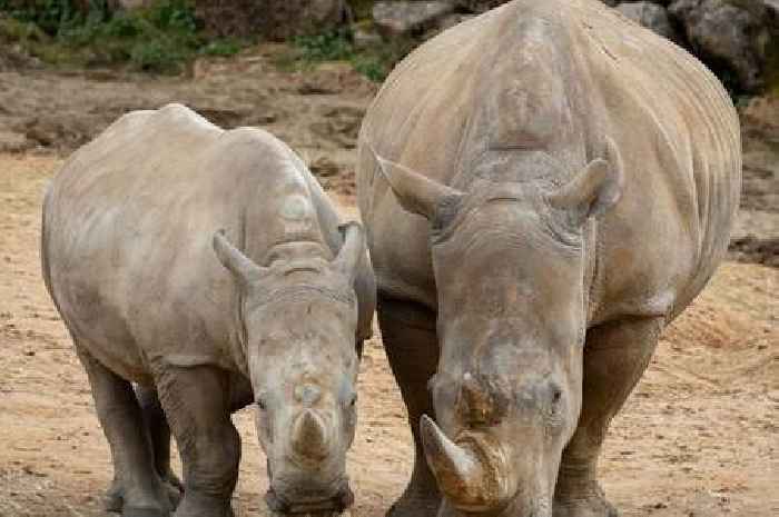 Zebra killed by rhino at Colchester Zoo was 'unintentional', zoo says