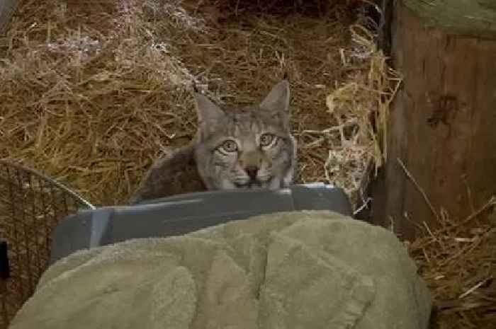 Four Lynx illegally released in Highlands were 'starving', says zoo