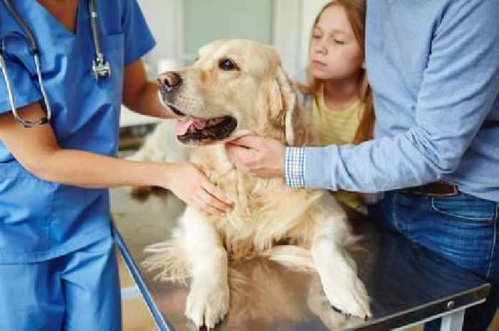 How your pet dog could be spreading salmonella amid serious public health concern