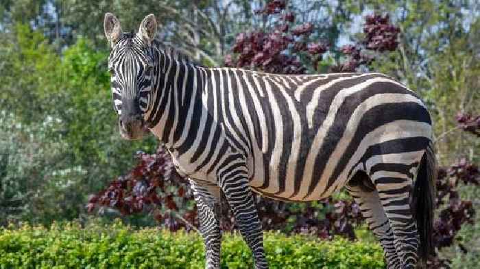 Zoo issues update on zebra which died in rhino 'incident'