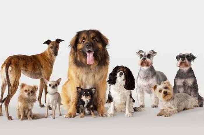 'World's best behaved' dog breeds, according to training expert