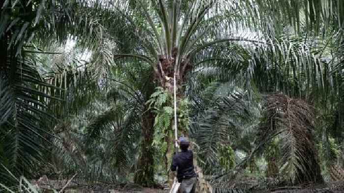 Malaysia eyes greater sustainability in palm oil sector as EU law looms