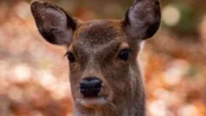 Severed deer's head left at New Forest church