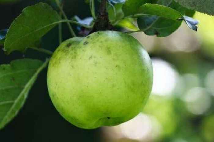 Warning to anyone with apple or pear trees in garden to check them for fatal disease