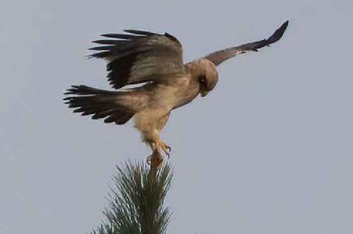 Booted eagle sighting in Cornwall stuns birdwatchers in Marazion