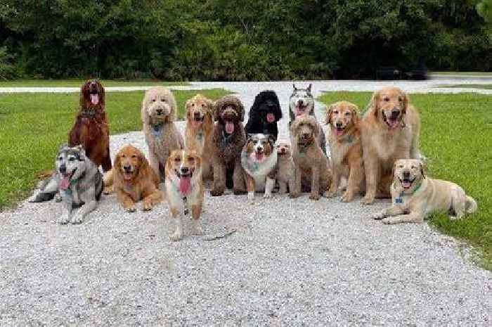 'Brutally honest' vet shares five dog breeds he'd 'never own' - including 'a machine'