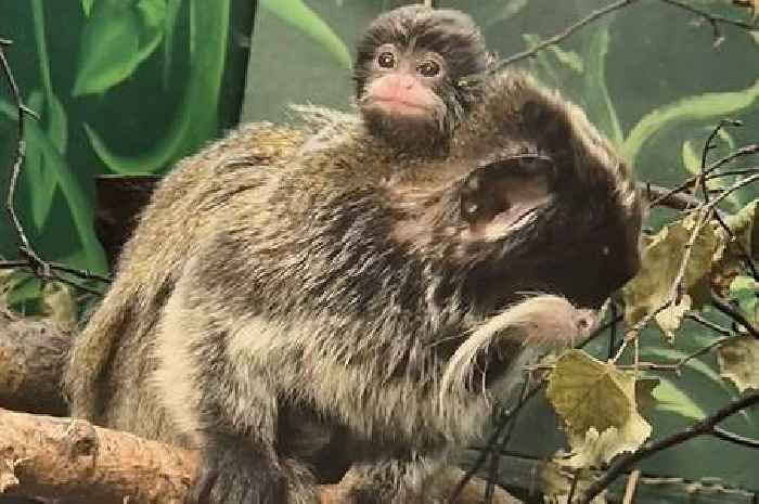 Baby emperor tamarin born at Amazonia named Tito following public appeal
