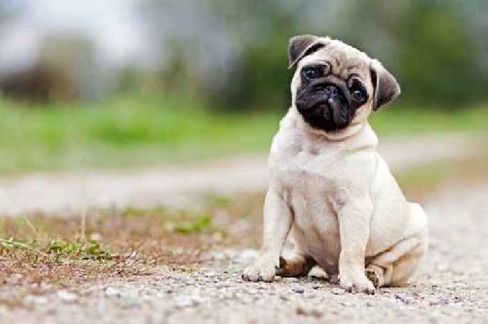 Partially deaf pug melts hearts of TikTok users after responding to one noise - but its not her name