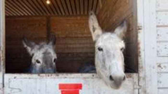 'We sing to them': LA stables turn Noah's Ark for fire rescue animals