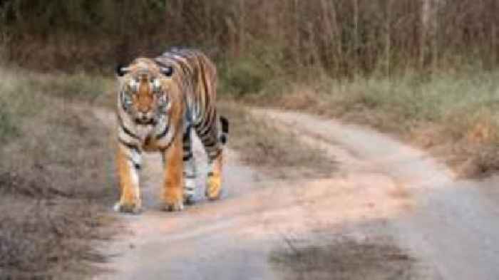 Nepal's leader says the country has 'too many tigers'