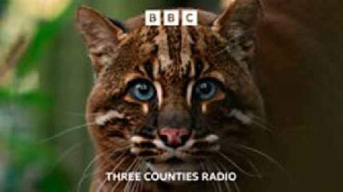 Rescuing big cats in Hertfordshire