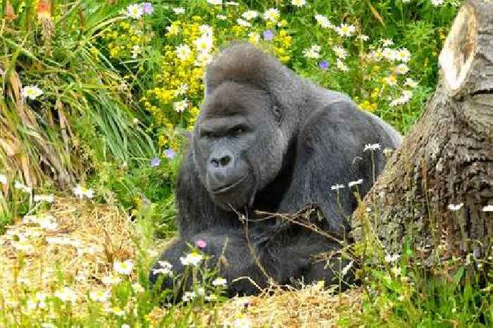 Bristol Zoo blasts 'misinformed' intruders