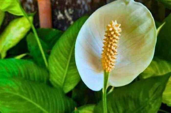 Peace lilies will bloom by adding one common household ingredient during winter