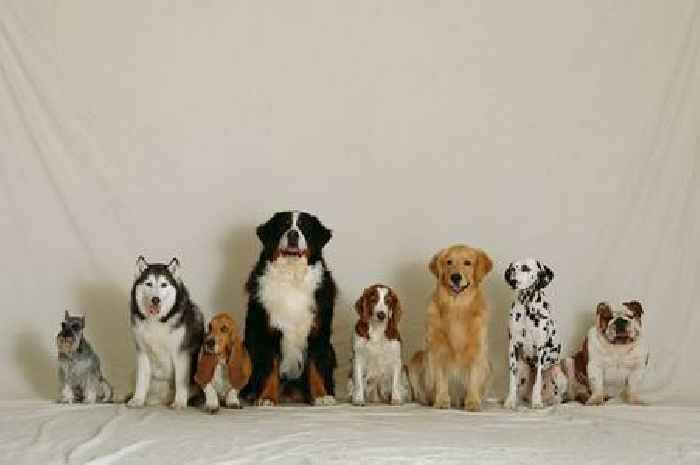 'I'm a vet - these are the five dog breeds I would never own'
