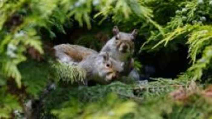 Village squirrel poisonings 'worrying' - police