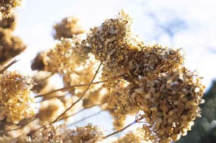 January gardening task to do 'now' for bigger hydrangea flowers this spring