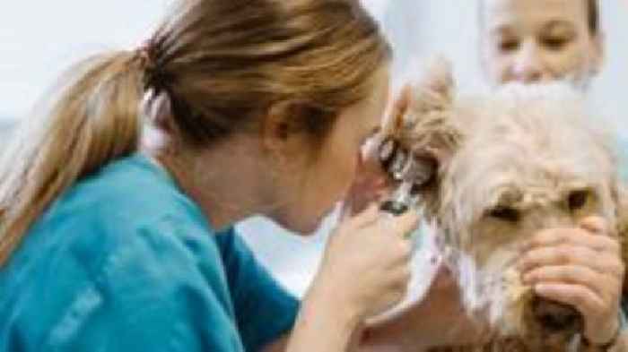 New veterinary nursing degrees could ease NI staff shortages