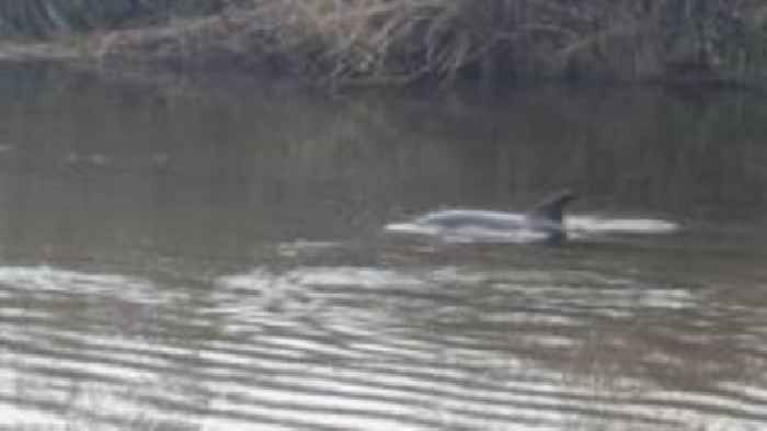 Stranded dolphin rescued from Cornish river