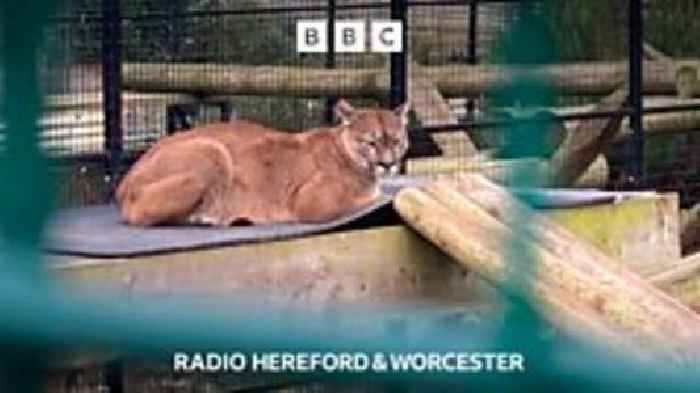 The brand new lions of Ross-on-Wye