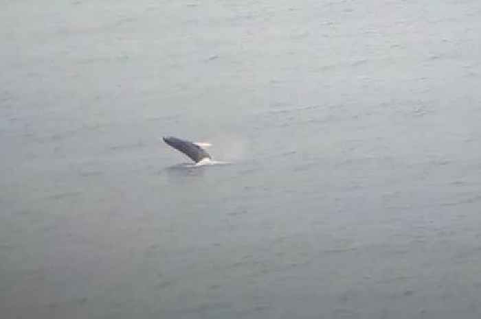 Incredible display as huge whale leaps from the sea near Newquay