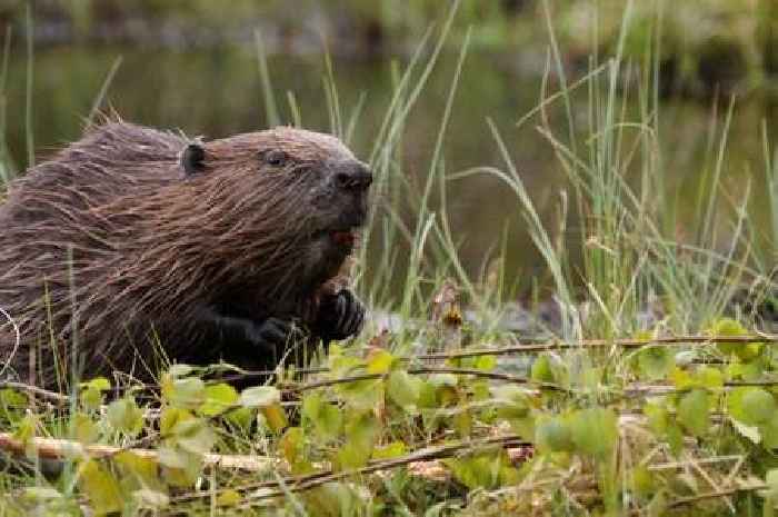 Beaver explosion as 1500 of the recently reintroduced mammals now thriving across Scotland