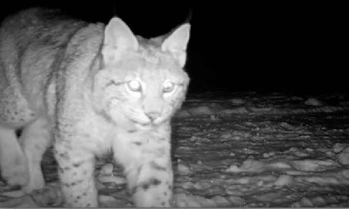 Wildlife experts share lynx update as big cats abandoned in Cairngorms remain at Edinburgh Zoo