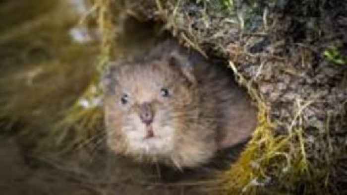 Wales 'lacks plan' to tackle scale of nature loss