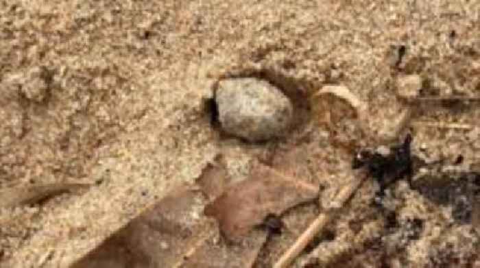 Mystery balls on Sydney beaches found to contain toxic material