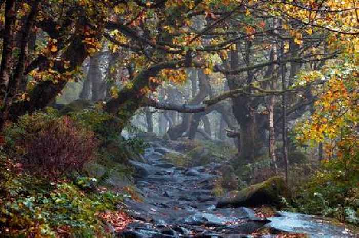 Magical Peak District woodland walk named one of the best in the UK