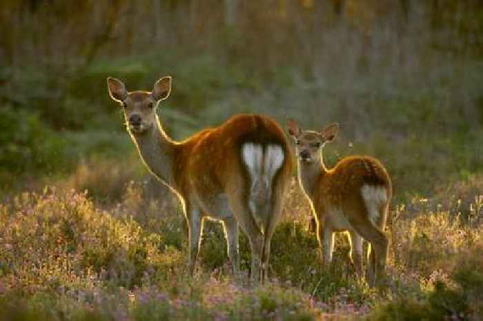 'Stunning' BBC Winterwatch filming location and how you can visit