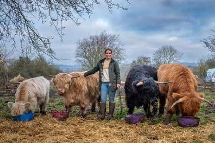 Huge Clarkson's Farm fan from Essex says getting her own herd of cows saved her after breakdown