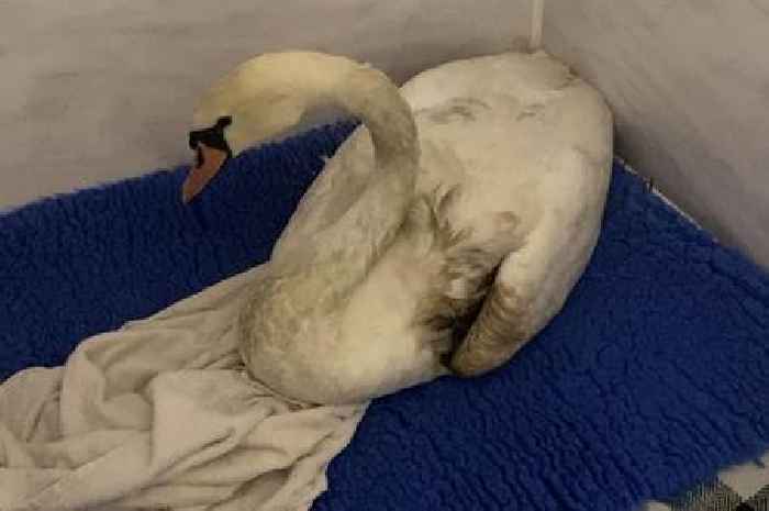 Scots charity issues warning to anglers after swan injured by discarded fishing hooks