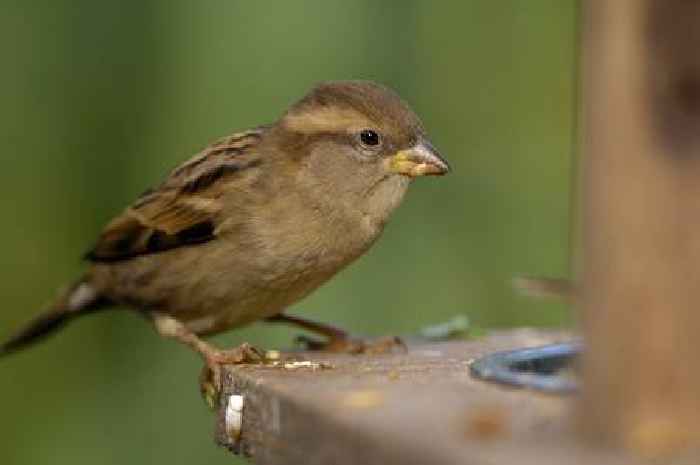 Scots urged to get involved in RSPB's 'vital' annual Big Garden Birdwatch