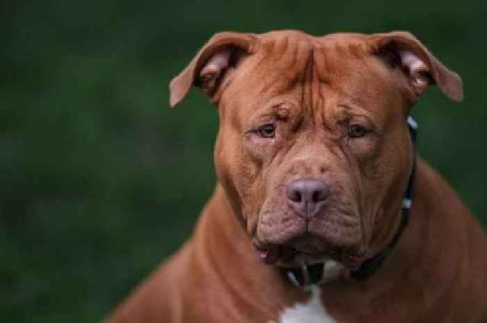 XL Bully dog attack update after 9-month-old baby horrifically mauled