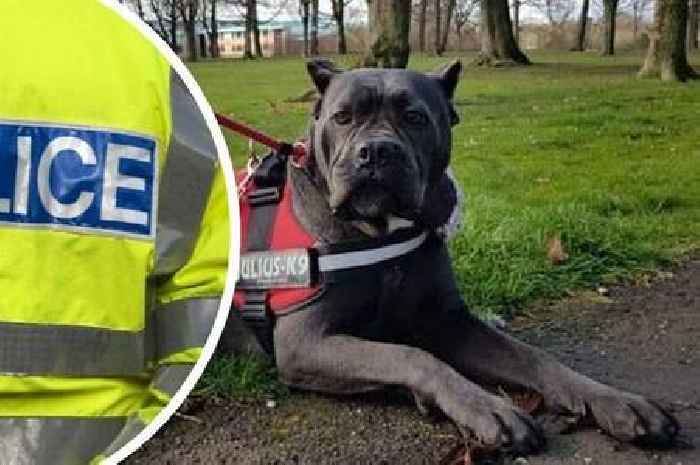 Bath Big Issue seller sentenced for savagely cruel dog attack