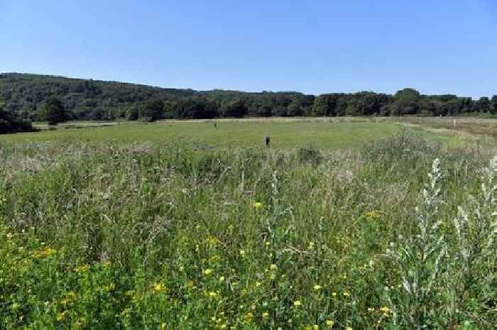 Wales 'years behind' on key Welsh Government plan to tackle nature crisis