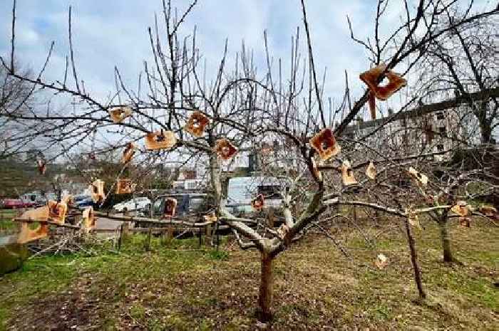 Why people hang toast on trees in quirky Welsh town