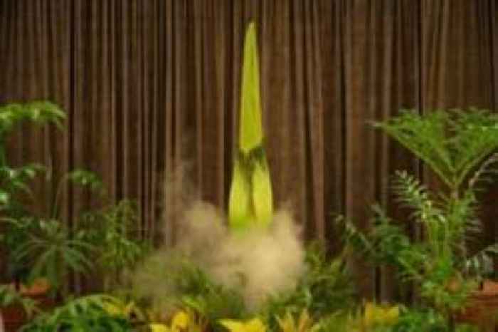 'We Watch The Flower': Thousands await stinky plant's rare bloom