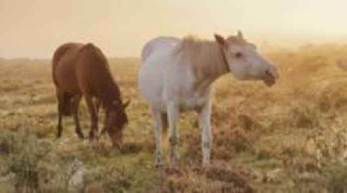 How salt is preventing pony deaths in national park